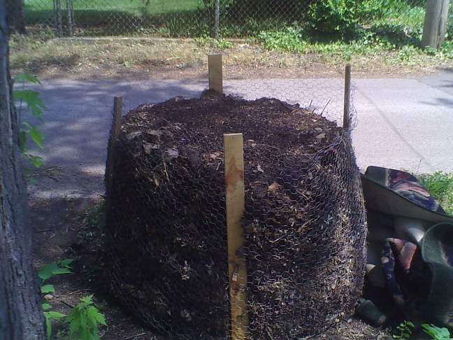 Hot compost bin made with chicken wire.